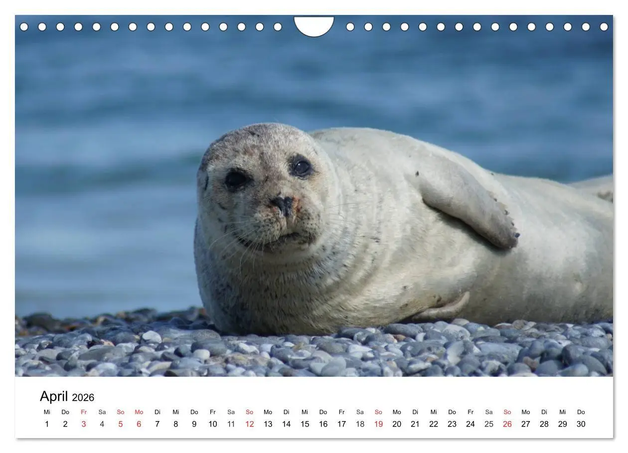 Bild: 9783516234619 | Das Leben der Robben (Wandkalender 2026 DIN A4 quer), CALVENDO...