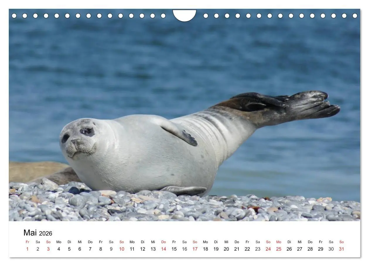 Bild: 9783516234619 | Das Leben der Robben (Wandkalender 2026 DIN A4 quer), CALVENDO...