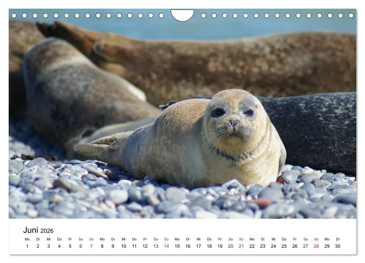 Bild: 9783516234619 | Das Leben der Robben (Wandkalender 2026 DIN A4 quer), CALVENDO...
