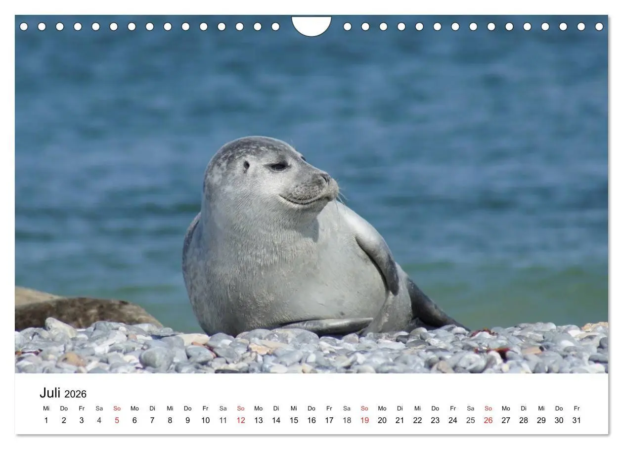 Bild: 9783516234619 | Das Leben der Robben (Wandkalender 2026 DIN A4 quer), CALVENDO...