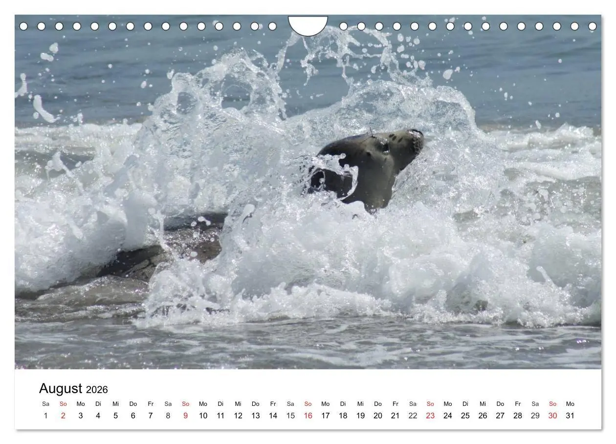 Bild: 9783516234619 | Das Leben der Robben (Wandkalender 2026 DIN A4 quer), CALVENDO...