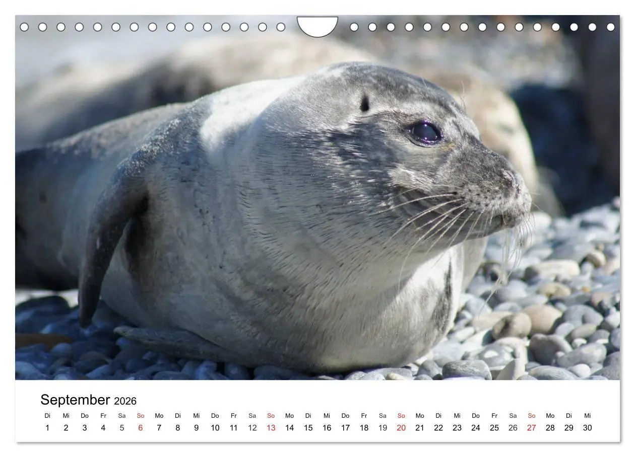 Bild: 9783516234619 | Das Leben der Robben (Wandkalender 2026 DIN A4 quer), CALVENDO...