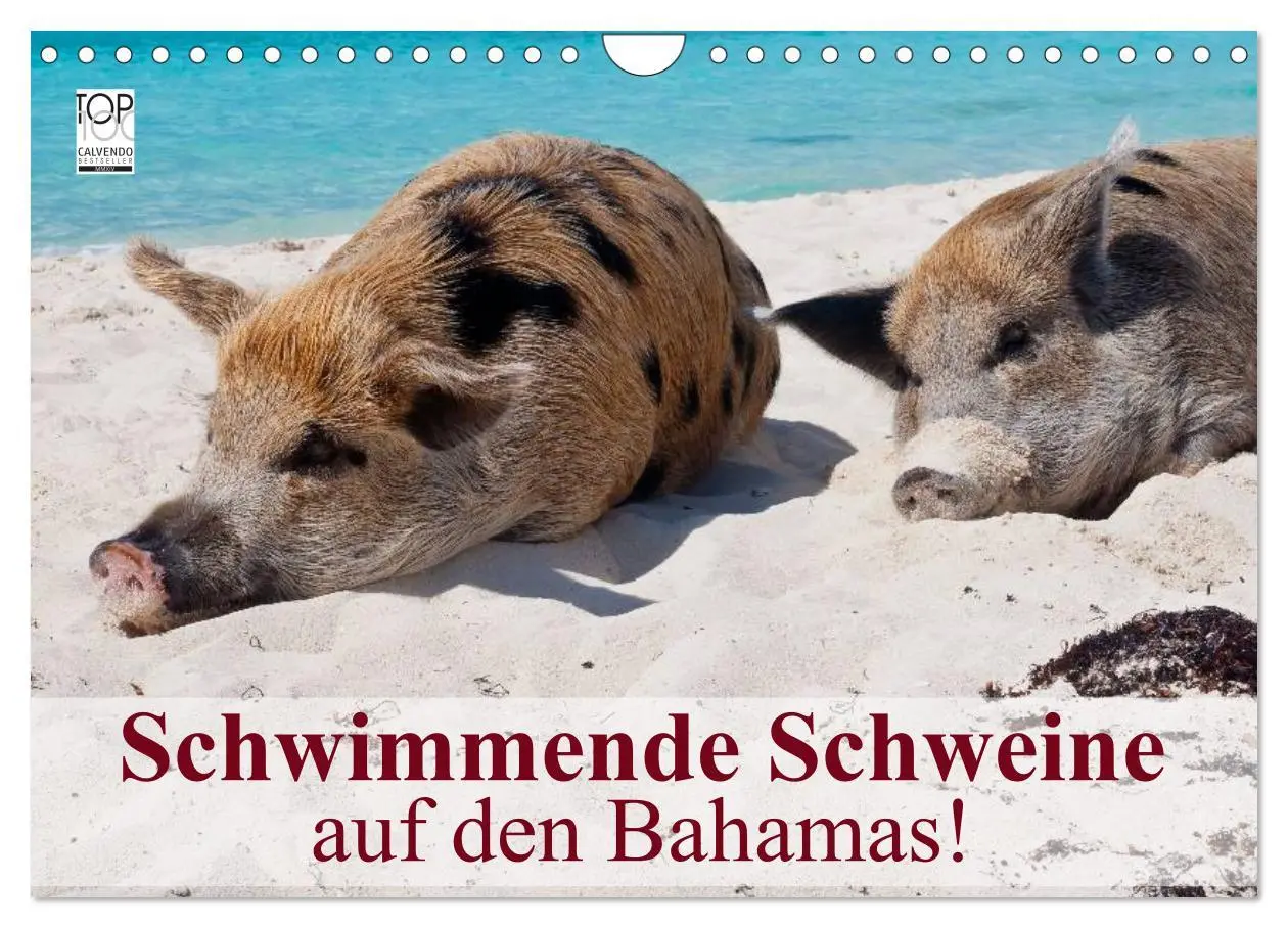 Cover: 9783516224719 | Schwimmende Schweine auf den Bahamas! (Wandkalender 2026 DIN A4...
