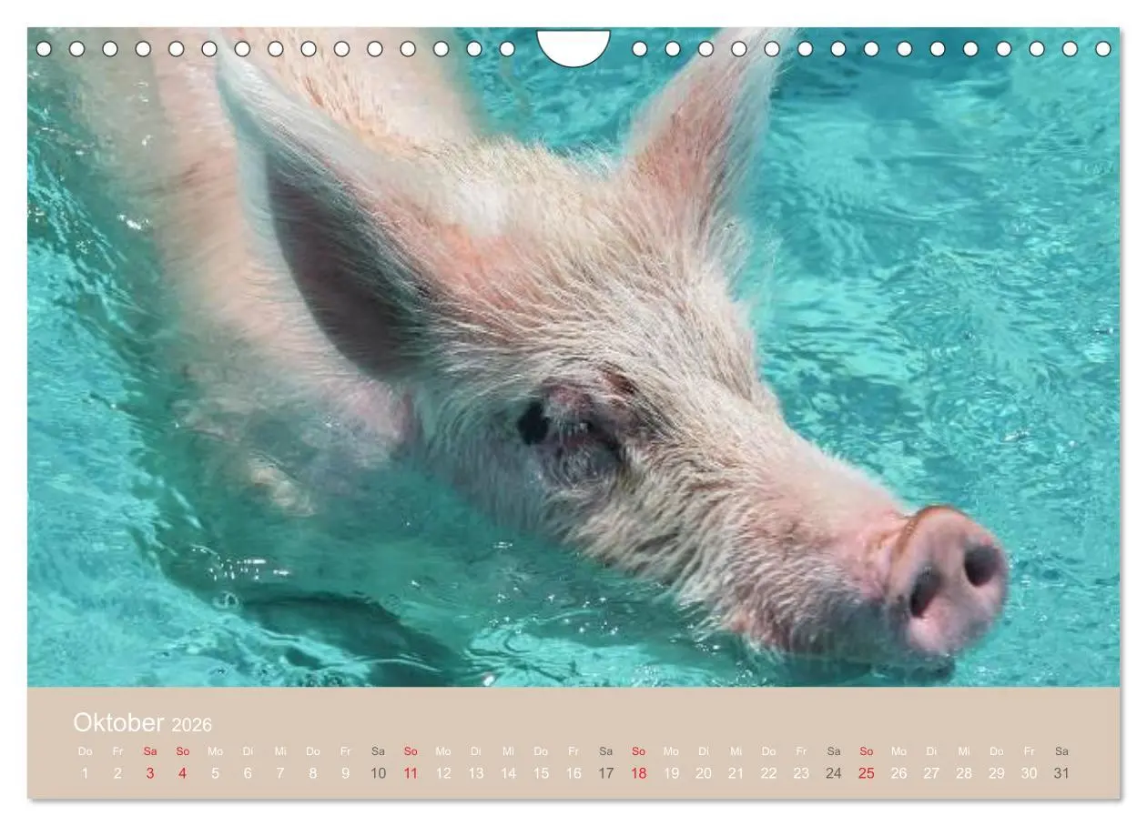 Bild: 9783516224719 | Schwimmende Schweine auf den Bahamas! (Wandkalender 2026 DIN A4...