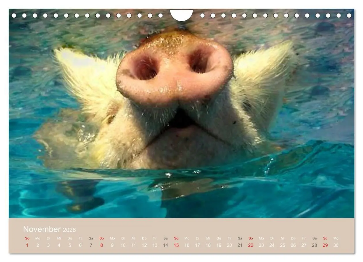 Bild: 9783516224719 | Schwimmende Schweine auf den Bahamas! (Wandkalender 2026 DIN A4...