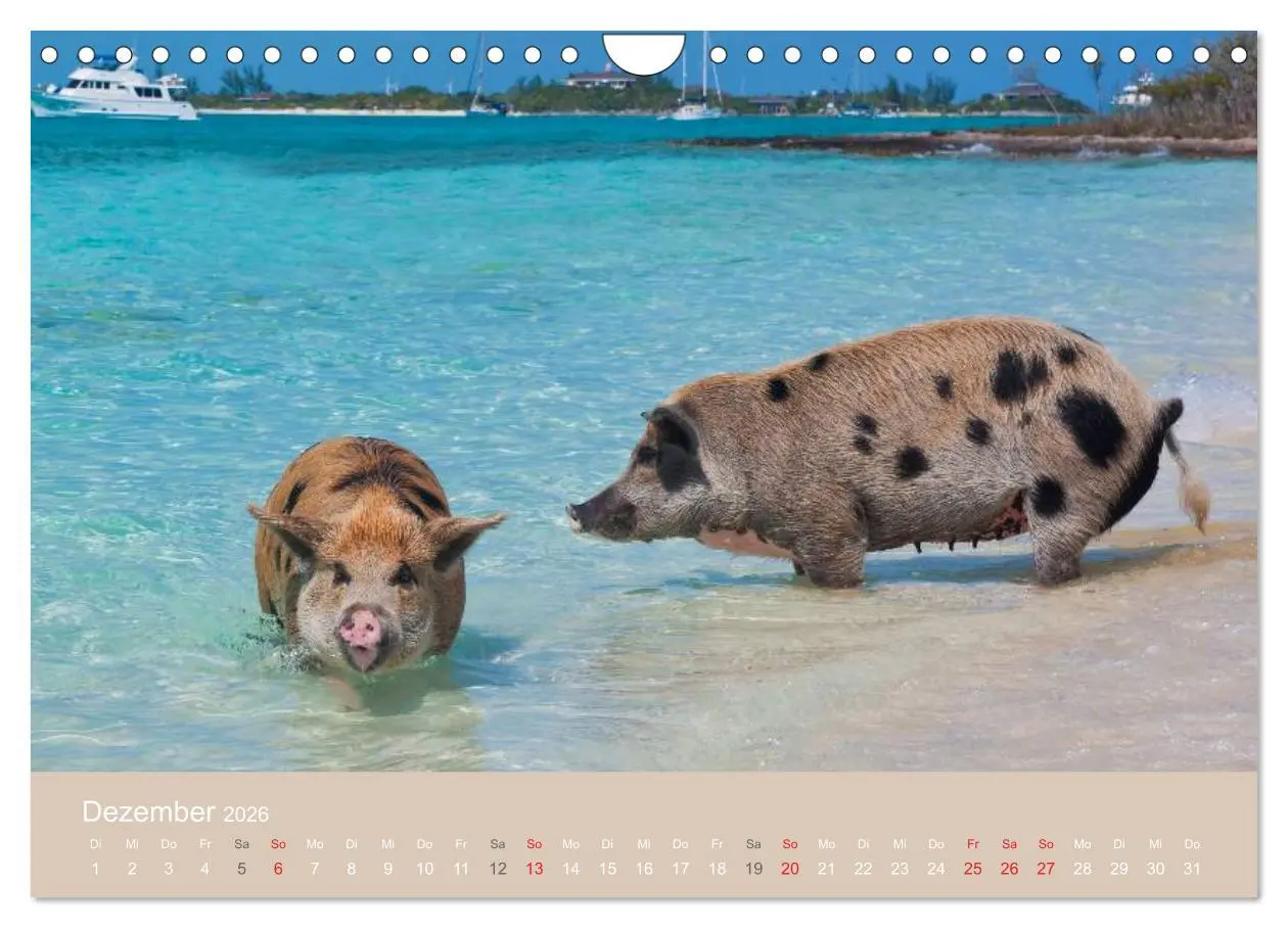 Bild: 9783516224719 | Schwimmende Schweine auf den Bahamas! (Wandkalender 2026 DIN A4...