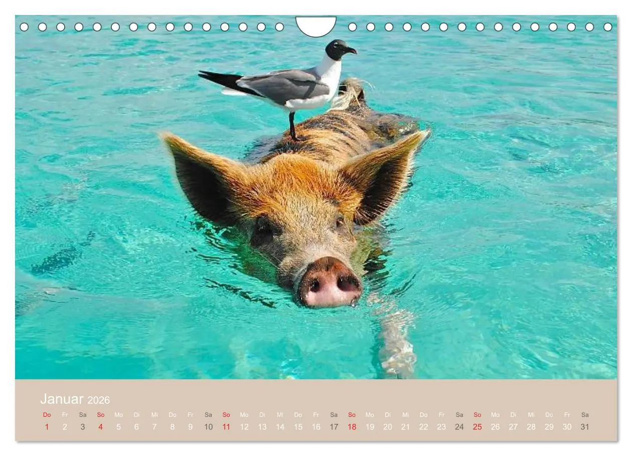 Bild: 9783516224719 | Schwimmende Schweine auf den Bahamas! (Wandkalender 2026 DIN A4...