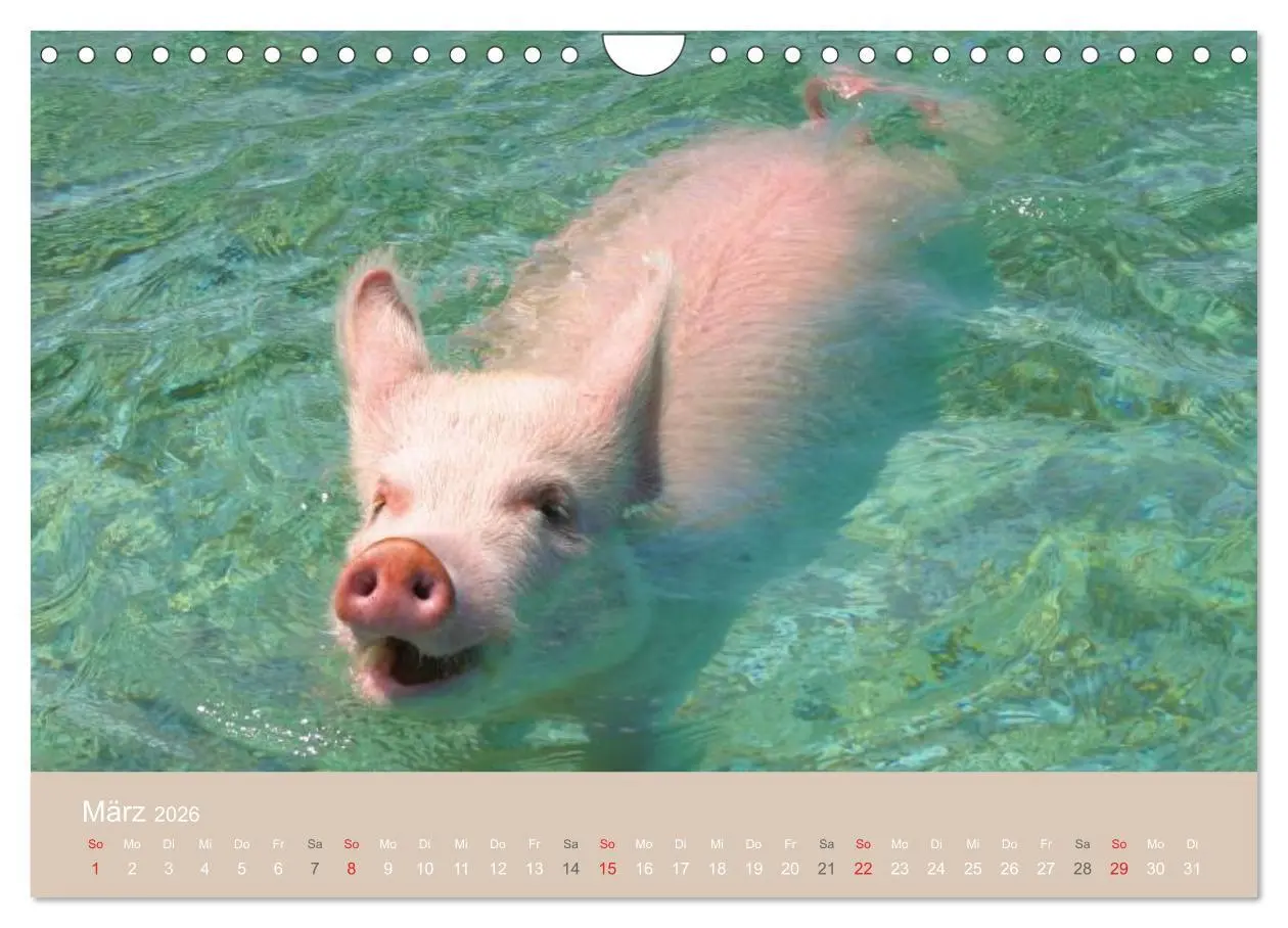 Bild: 9783516224719 | Schwimmende Schweine auf den Bahamas! (Wandkalender 2026 DIN A4...