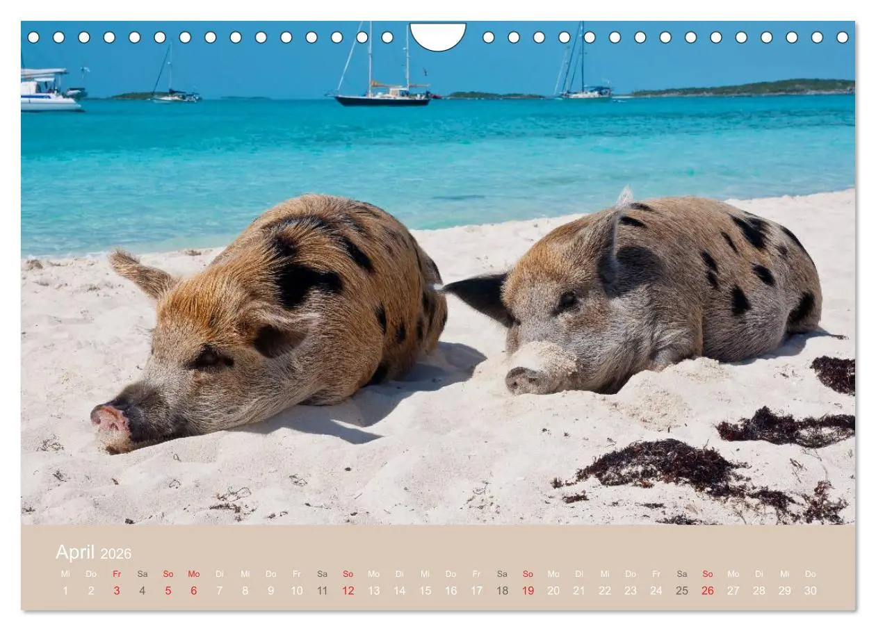 Bild: 9783516224719 | Schwimmende Schweine auf den Bahamas! (Wandkalender 2026 DIN A4...