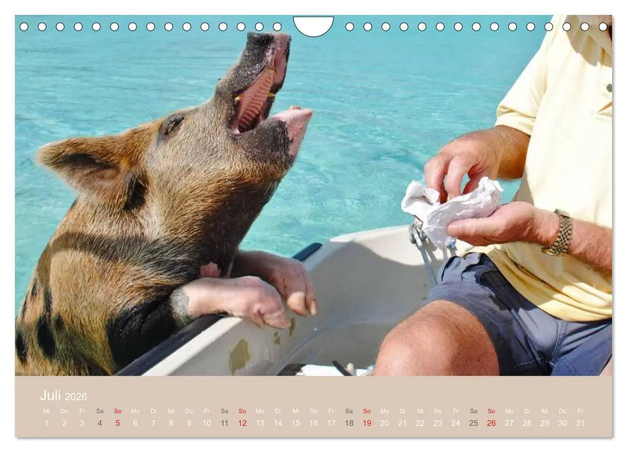 Bild: 9783516224719 | Schwimmende Schweine auf den Bahamas! (Wandkalender 2026 DIN A4...
