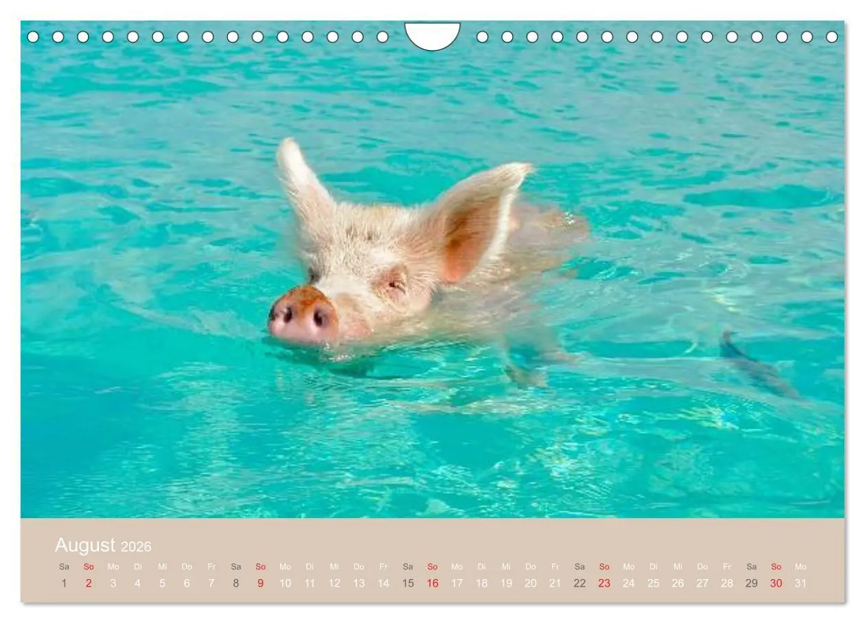 Bild: 9783516224719 | Schwimmende Schweine auf den Bahamas! (Wandkalender 2026 DIN A4...