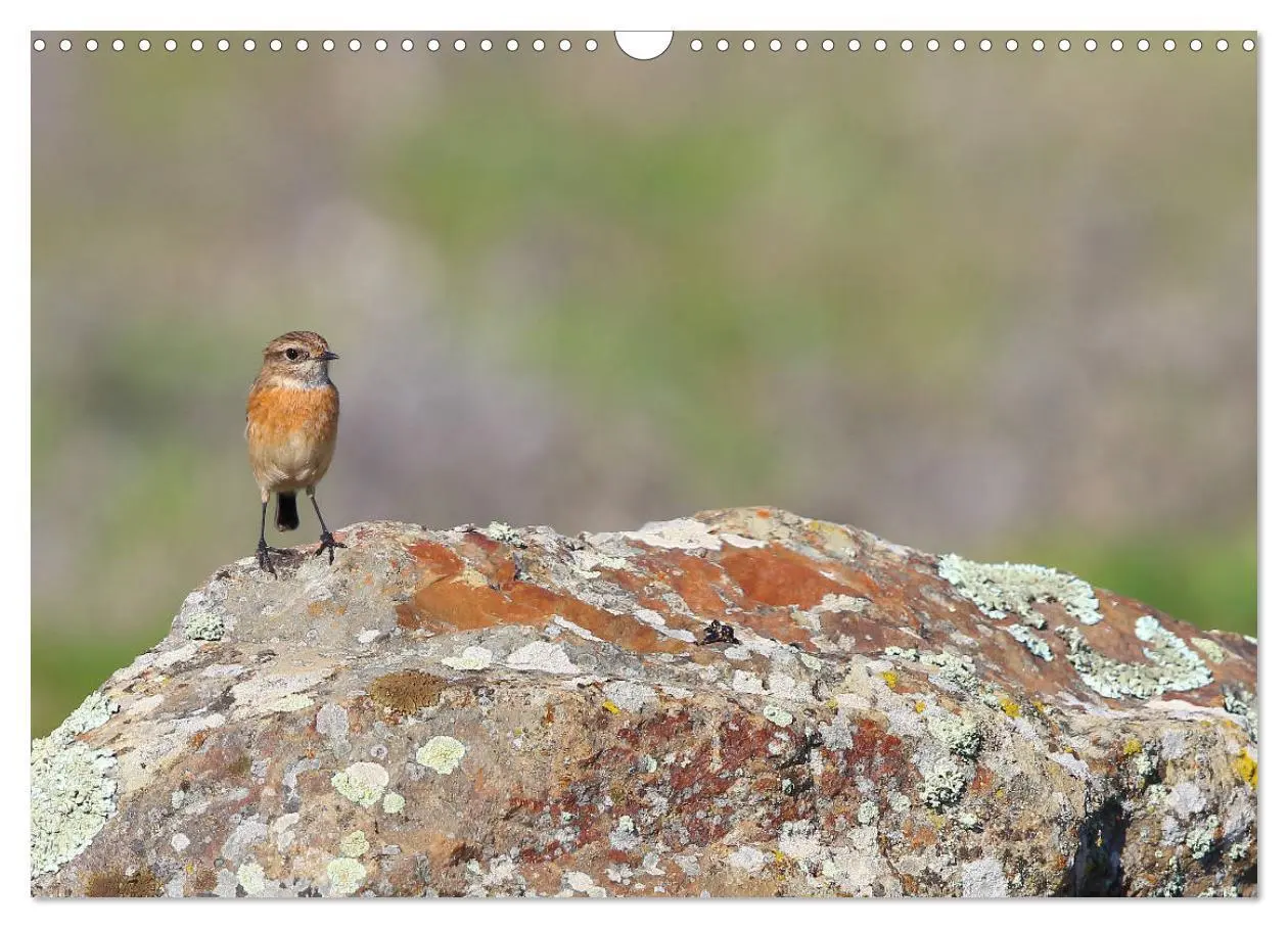 Bild: 9783435414819 | Vögel in der Extremadura (Wandkalender 2025 DIN A3 quer), CALVENDO...