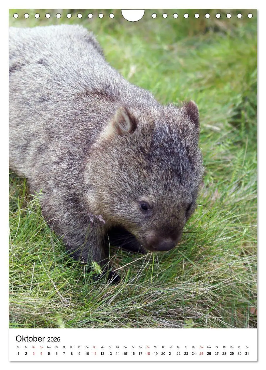 Bild: 9783516384819 | Australien - Hilfe für die einzigartige Tierwelt (Wandkalender 2026...