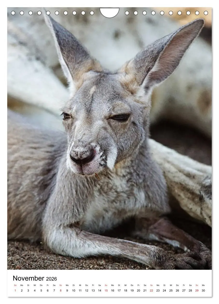 Bild: 9783516384819 | Australien - Hilfe für die einzigartige Tierwelt (Wandkalender 2026...