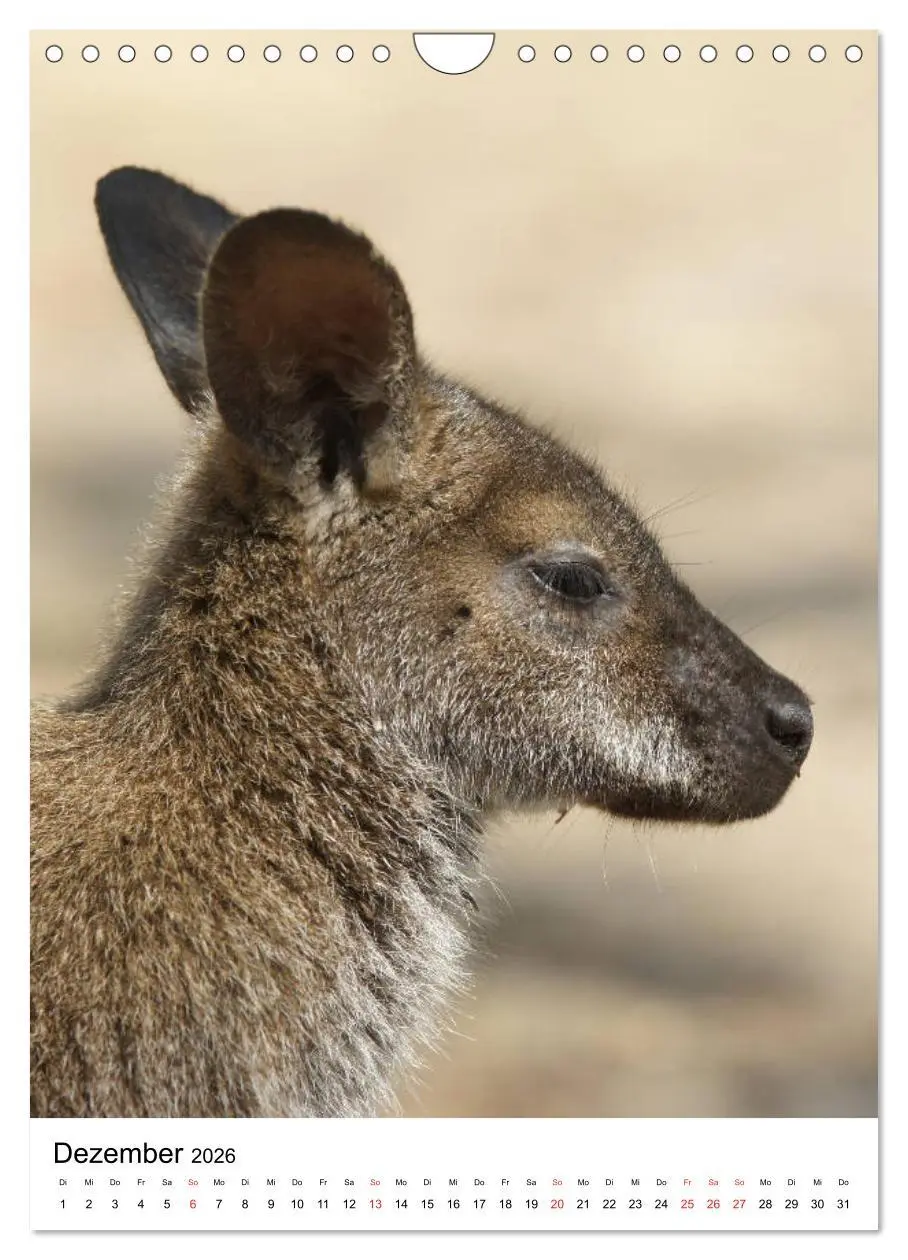 Bild: 9783516384819 | Australien - Hilfe für die einzigartige Tierwelt (Wandkalender 2026...