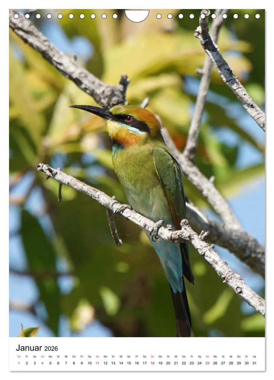 Bild: 9783516384819 | Australien - Hilfe für die einzigartige Tierwelt (Wandkalender 2026...