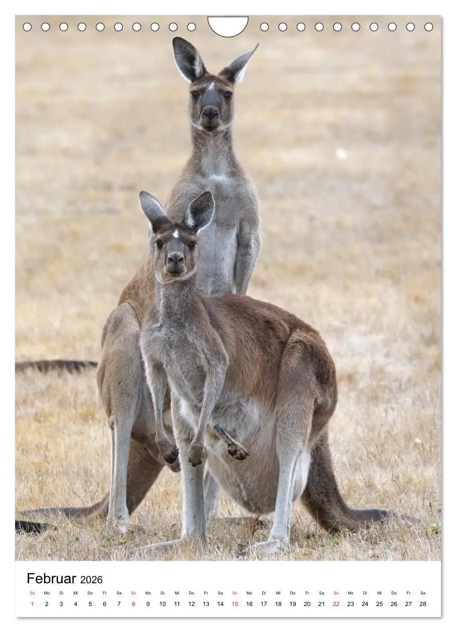 Bild: 9783516384819 | Australien - Hilfe für die einzigartige Tierwelt (Wandkalender 2026...