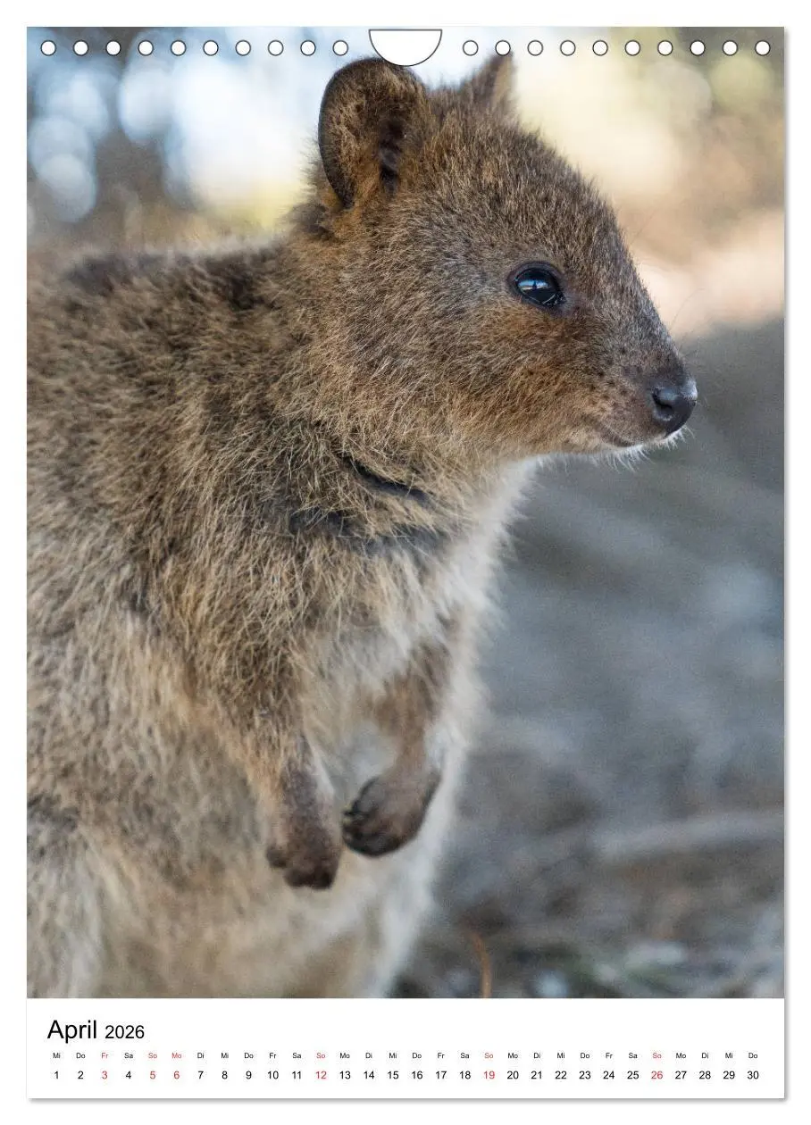 Bild: 9783516384819 | Australien - Hilfe für die einzigartige Tierwelt (Wandkalender 2026...