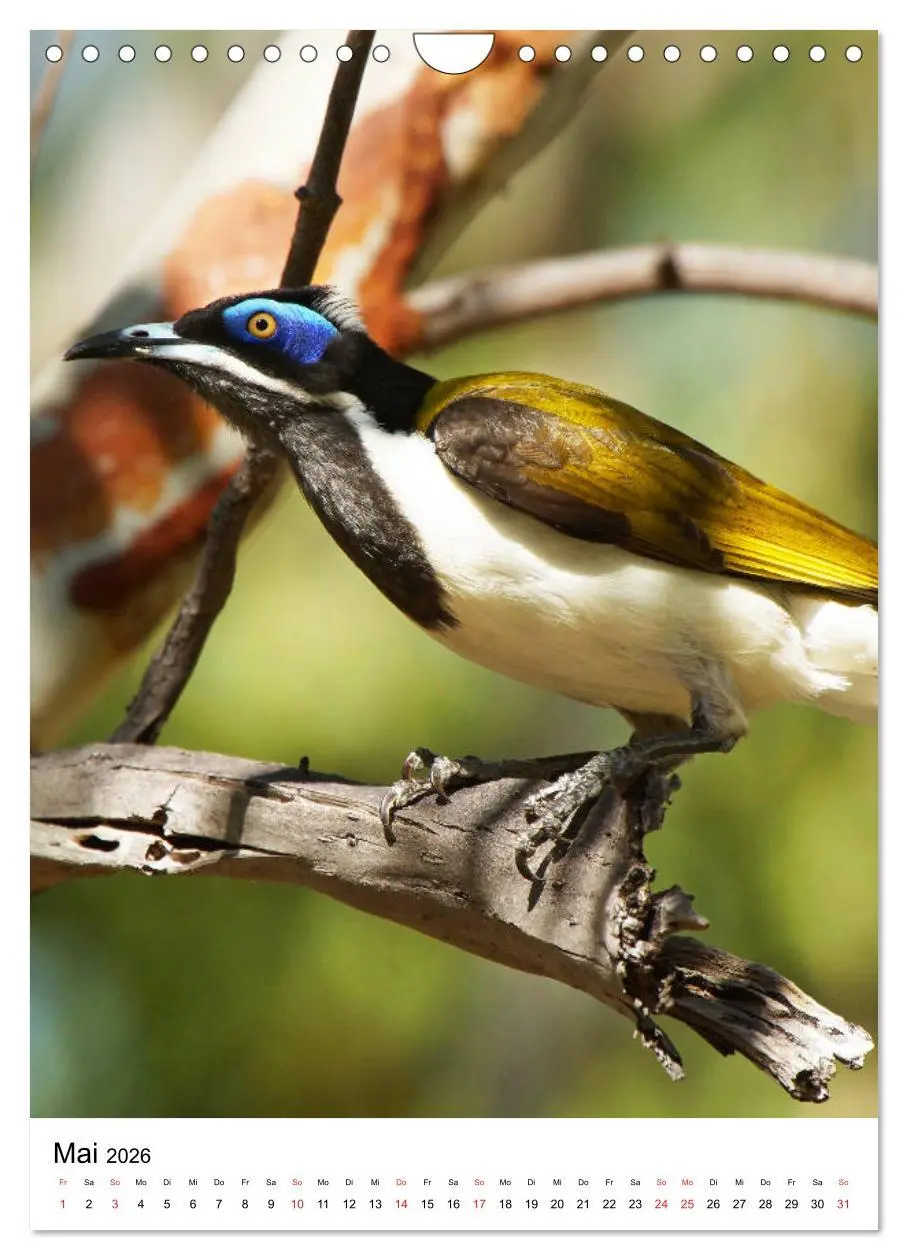 Bild: 9783516384819 | Australien - Hilfe für die einzigartige Tierwelt (Wandkalender 2026...