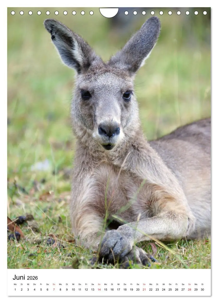 Bild: 9783516384819 | Australien - Hilfe für die einzigartige Tierwelt (Wandkalender 2026...