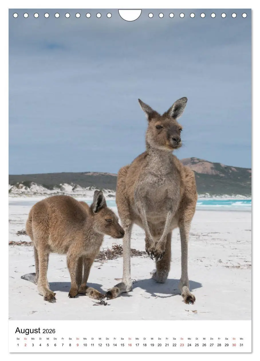 Bild: 9783516384819 | Australien - Hilfe für die einzigartige Tierwelt (Wandkalender 2026...