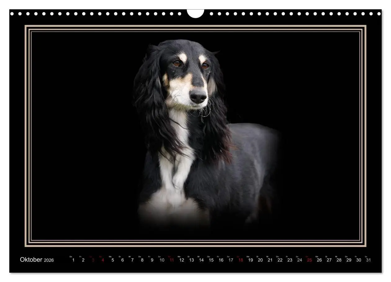 Bild: 9783457545119 | Saluki 2026 (Wandkalender 2026 DIN A3 quer), CALVENDO Monatskalender