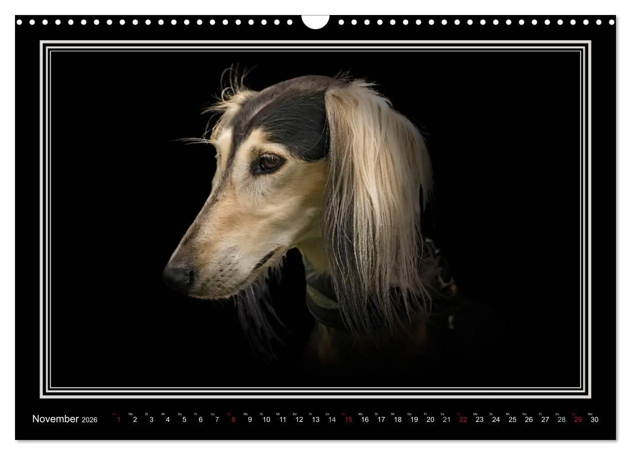 Bild: 9783457545119 | Saluki 2026 (Wandkalender 2026 DIN A3 quer), CALVENDO Monatskalender