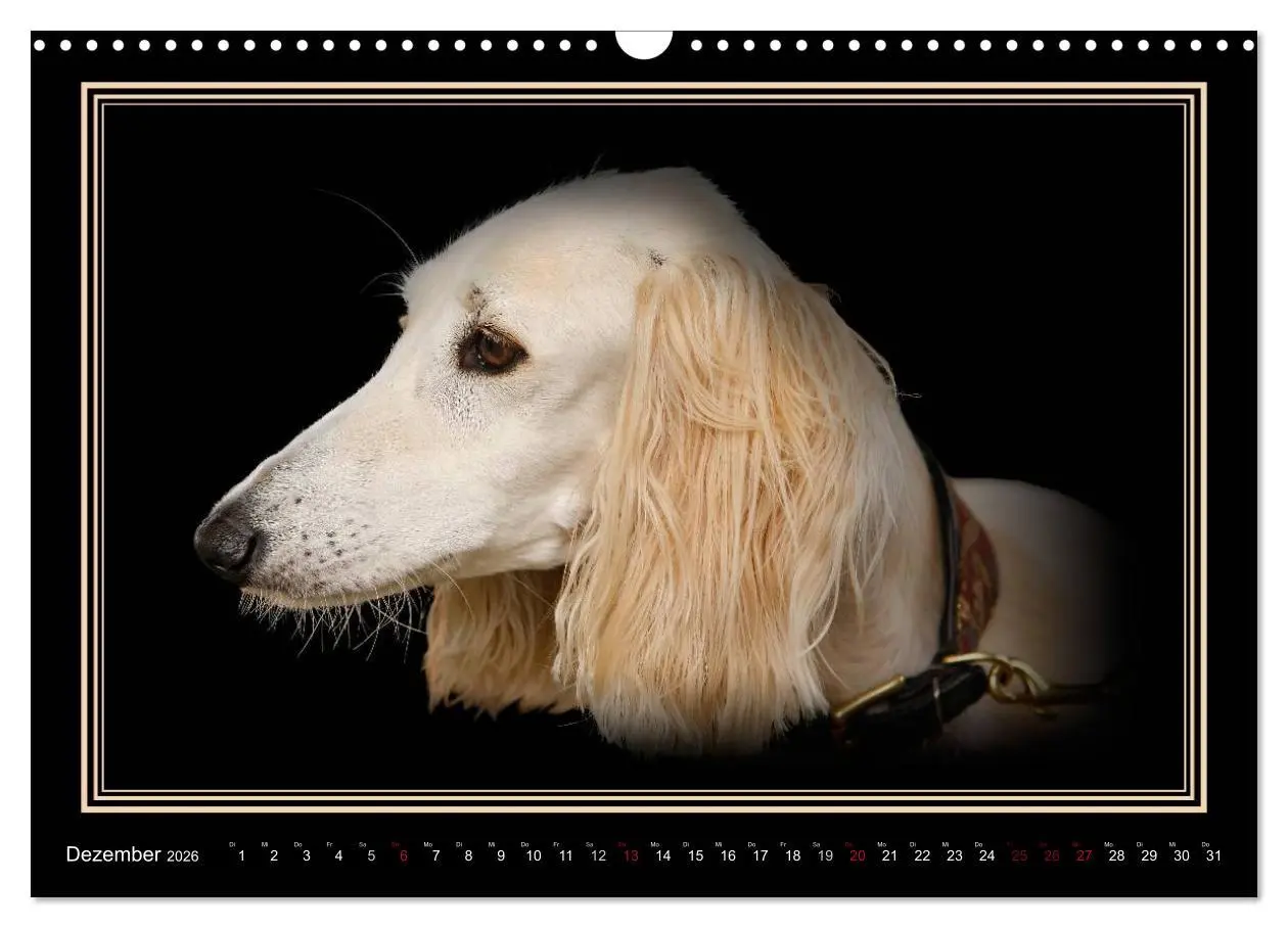 Bild: 9783457545119 | Saluki 2026 (Wandkalender 2026 DIN A3 quer), CALVENDO Monatskalender