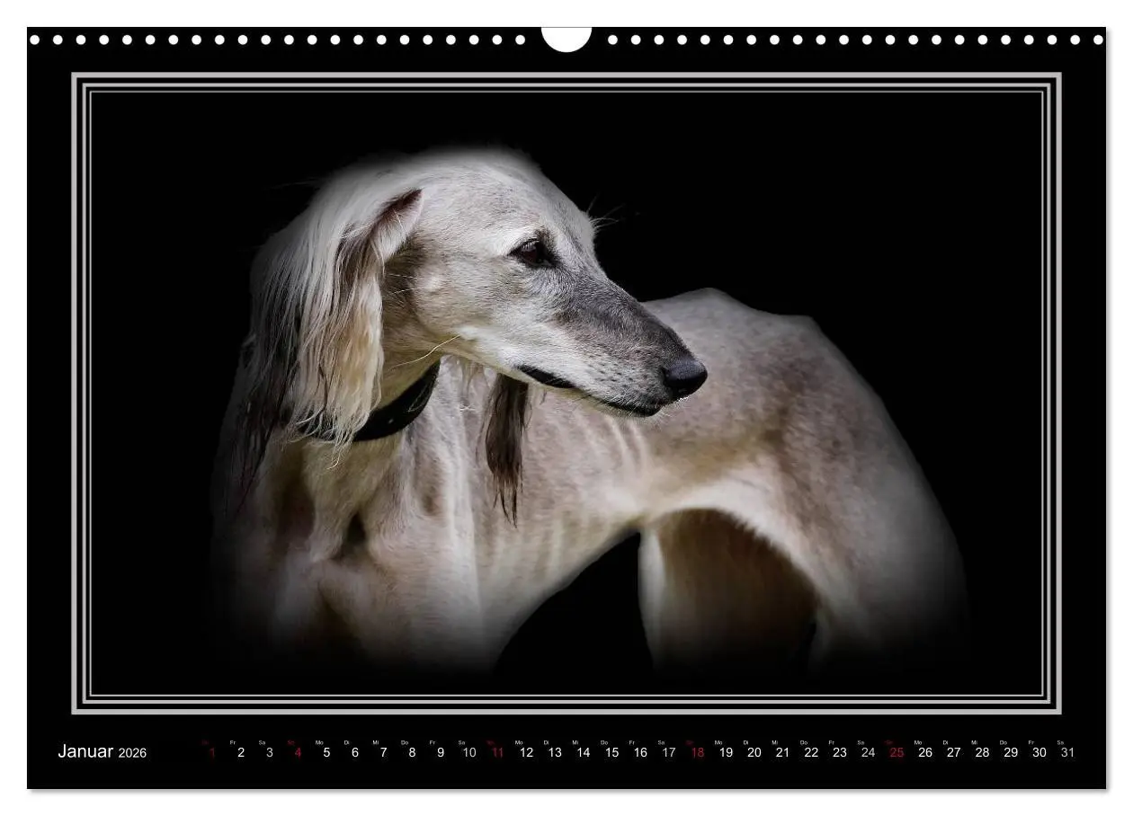 Bild: 9783457545119 | Saluki 2026 (Wandkalender 2026 DIN A3 quer), CALVENDO Monatskalender