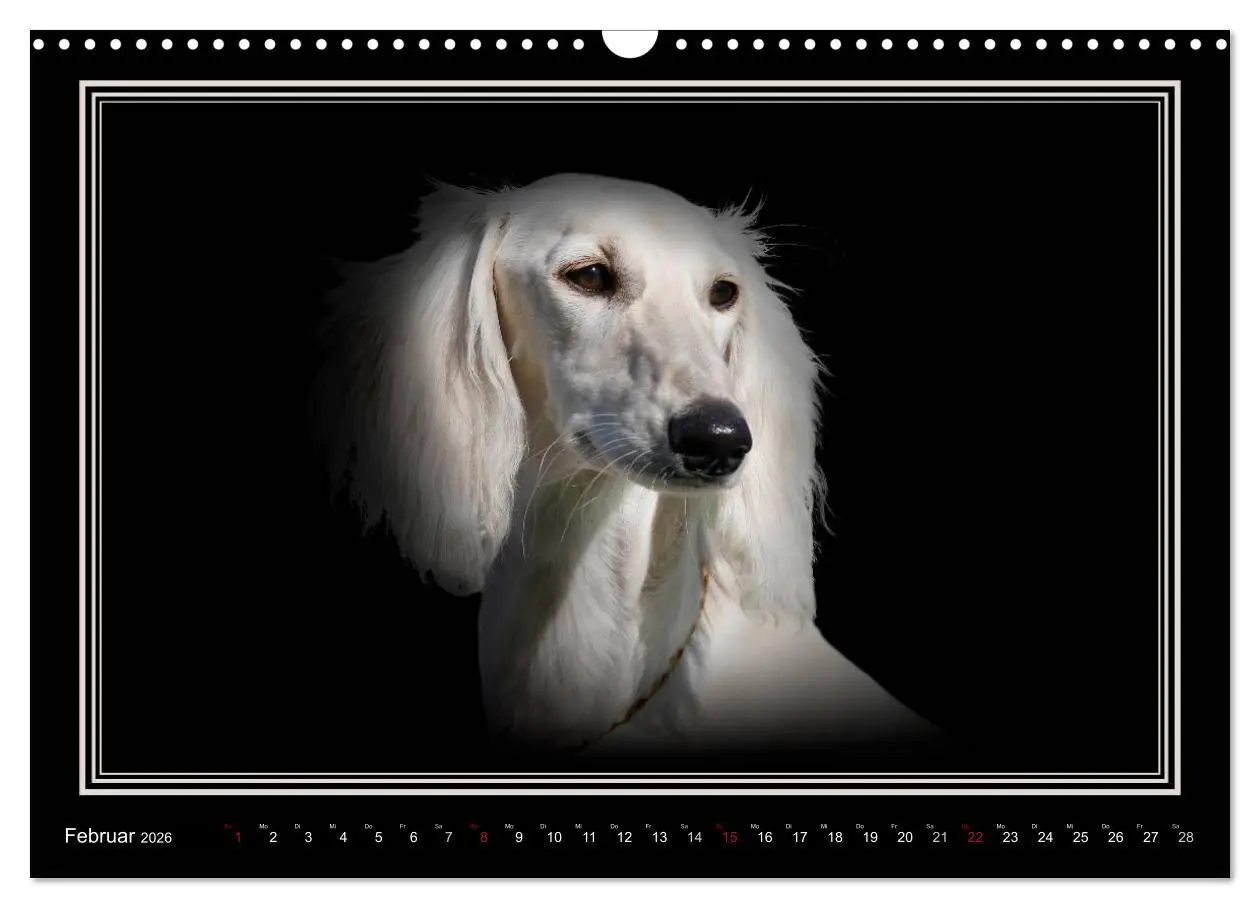 Bild: 9783457545119 | Saluki 2026 (Wandkalender 2026 DIN A3 quer), CALVENDO Monatskalender