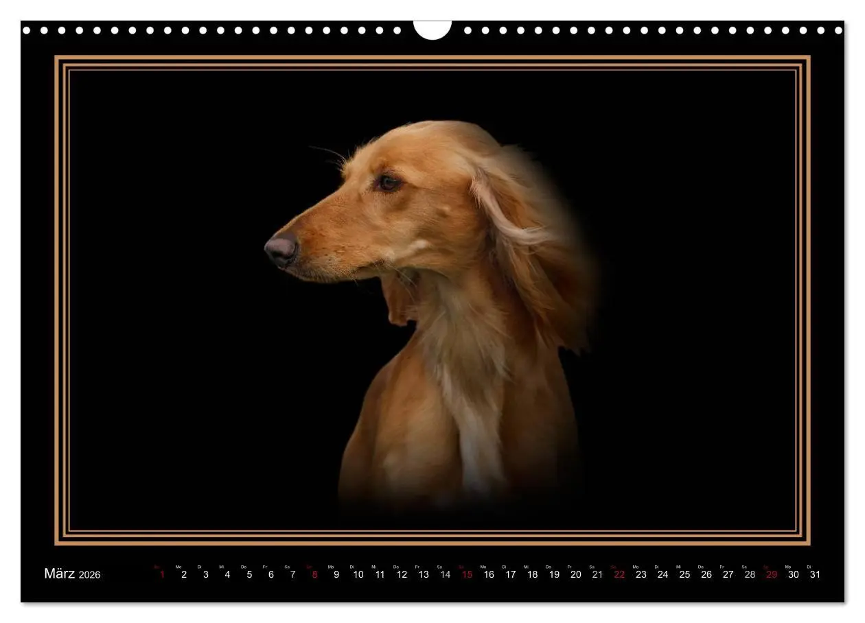 Bild: 9783457545119 | Saluki 2026 (Wandkalender 2026 DIN A3 quer), CALVENDO Monatskalender