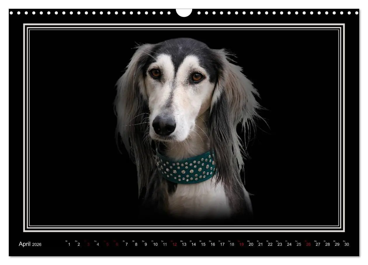Bild: 9783457545119 | Saluki 2026 (Wandkalender 2026 DIN A3 quer), CALVENDO Monatskalender