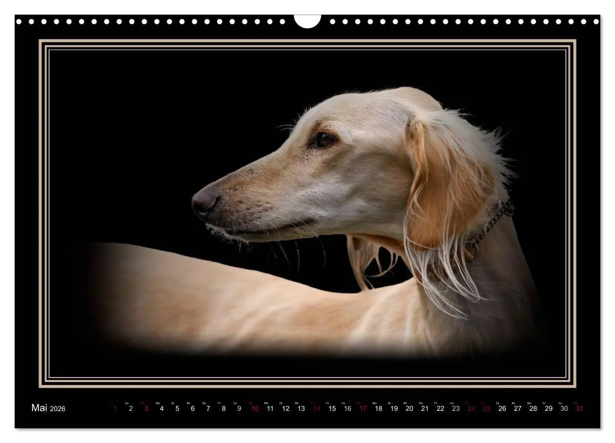 Bild: 9783457545119 | Saluki 2026 (Wandkalender 2026 DIN A3 quer), CALVENDO Monatskalender