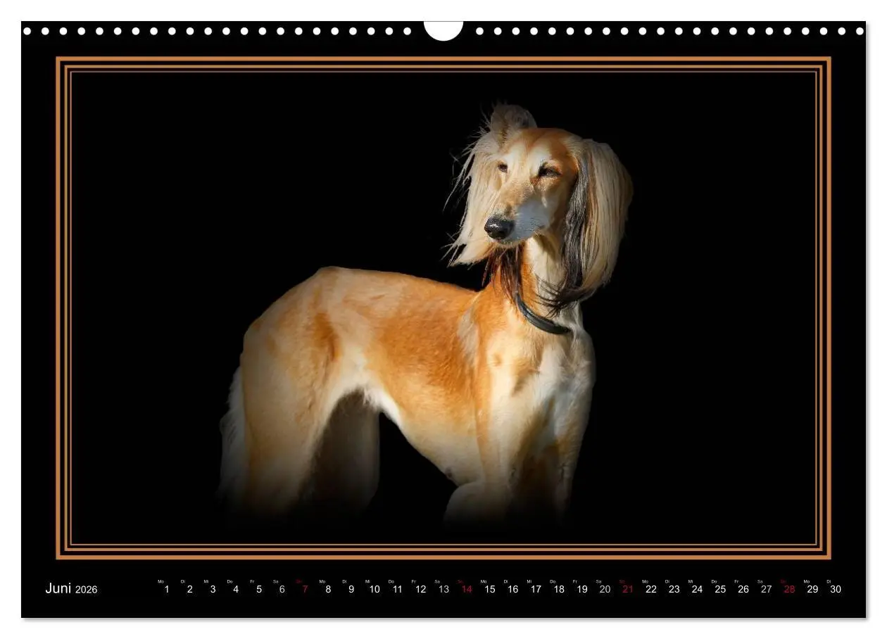 Bild: 9783457545119 | Saluki 2026 (Wandkalender 2026 DIN A3 quer), CALVENDO Monatskalender