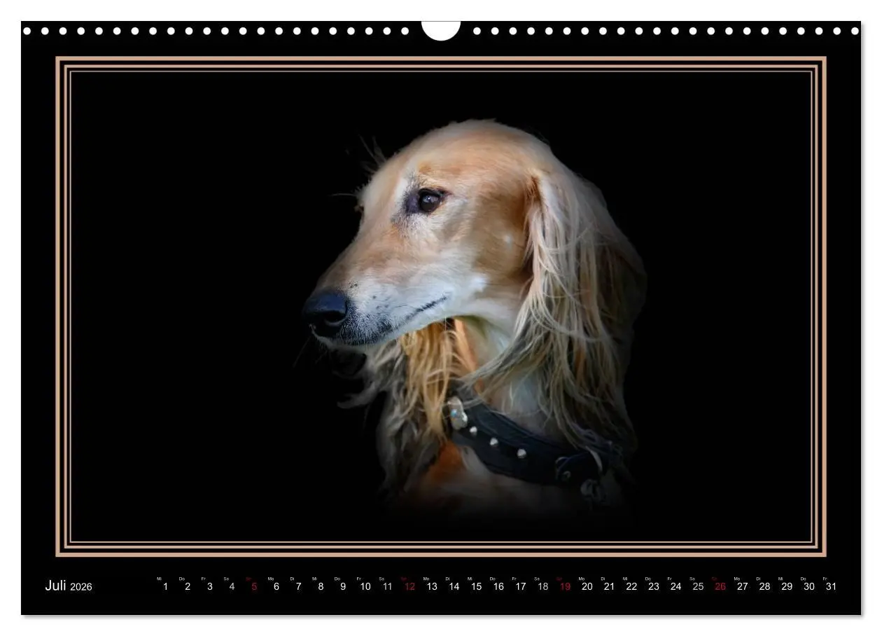 Bild: 9783457545119 | Saluki 2026 (Wandkalender 2026 DIN A3 quer), CALVENDO Monatskalender