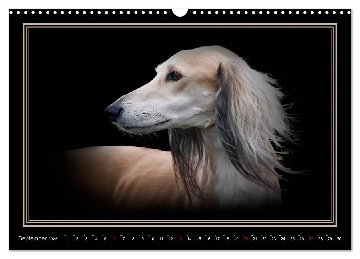 Bild: 9783457545119 | Saluki 2026 (Wandkalender 2026 DIN A3 quer), CALVENDO Monatskalender
