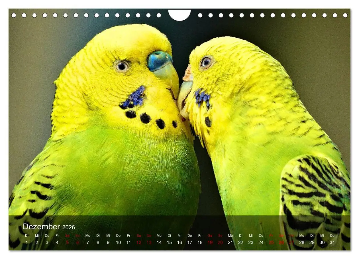 Bild: 9783457605219 | Wellensittiche - gesellige Freunde (Wandkalender 2026 DIN A4 quer),...