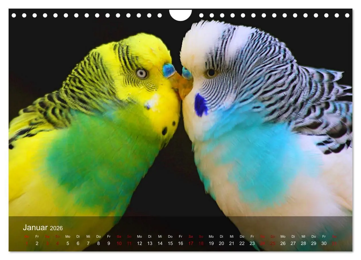 Bild: 9783457605219 | Wellensittiche - gesellige Freunde (Wandkalender 2026 DIN A4 quer),...