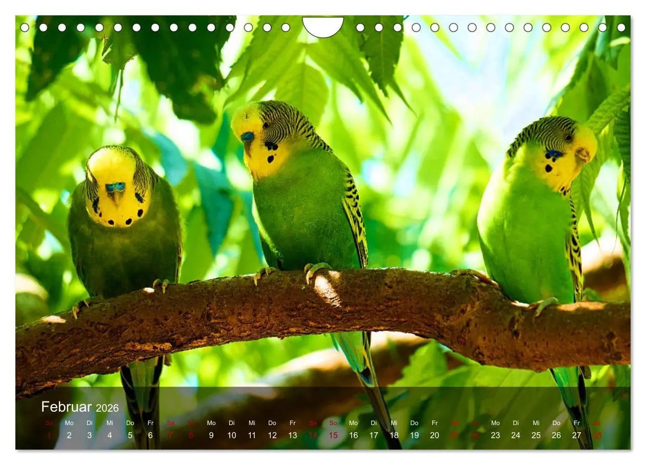 Bild: 9783457605219 | Wellensittiche - gesellige Freunde (Wandkalender 2026 DIN A4 quer),...