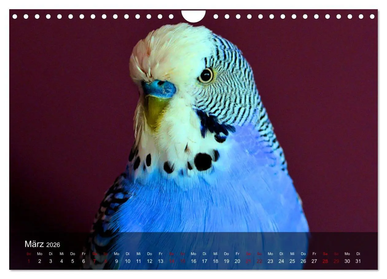 Bild: 9783457605219 | Wellensittiche - gesellige Freunde (Wandkalender 2026 DIN A4 quer),...