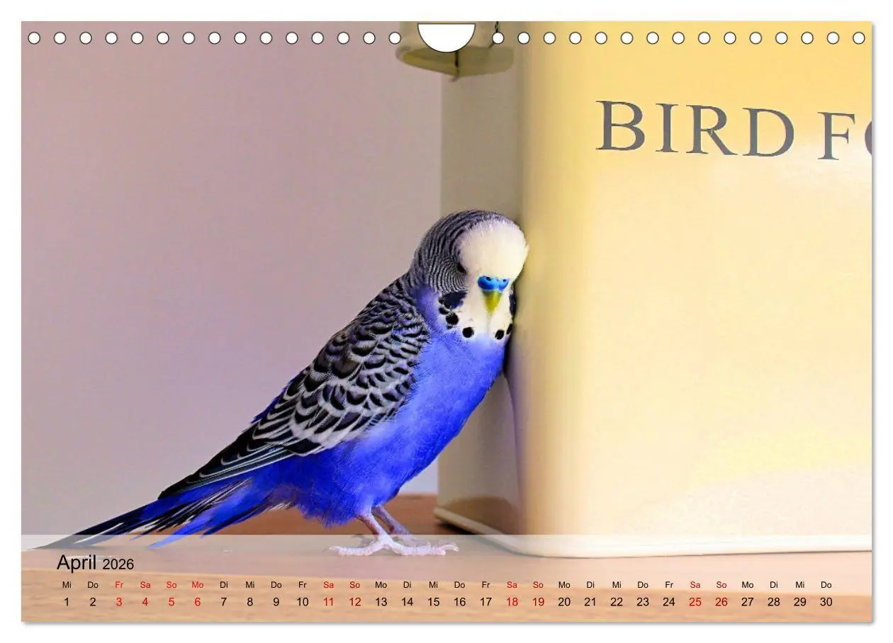 Bild: 9783457605219 | Wellensittiche - gesellige Freunde (Wandkalender 2026 DIN A4 quer),...