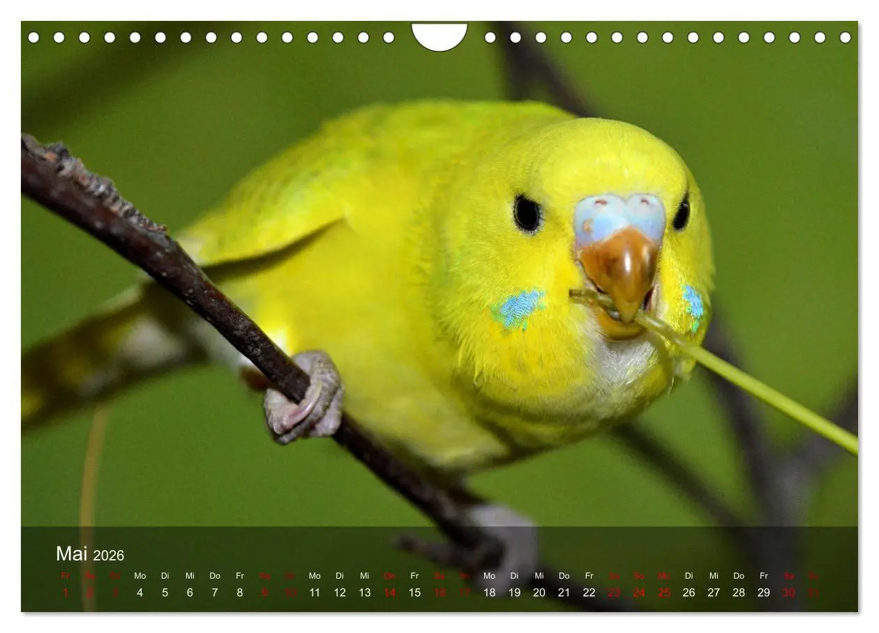 Bild: 9783457605219 | Wellensittiche - gesellige Freunde (Wandkalender 2026 DIN A4 quer),...