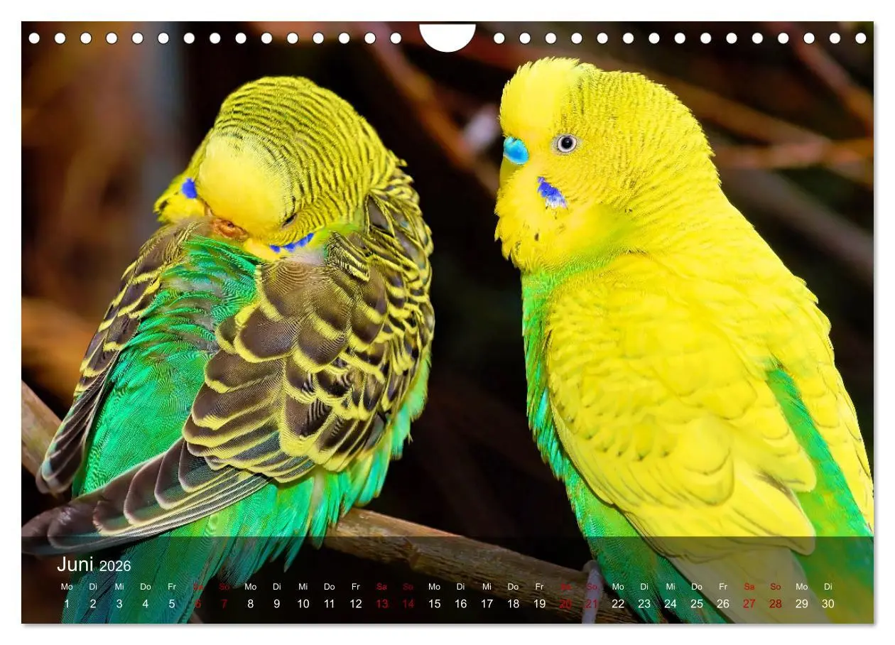 Bild: 9783457605219 | Wellensittiche - gesellige Freunde (Wandkalender 2026 DIN A4 quer),...