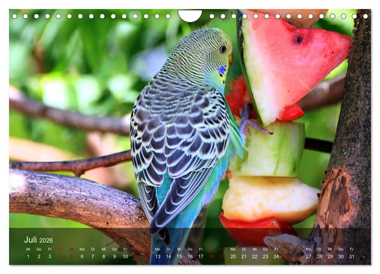 Bild: 9783457605219 | Wellensittiche - gesellige Freunde (Wandkalender 2026 DIN A4 quer),...