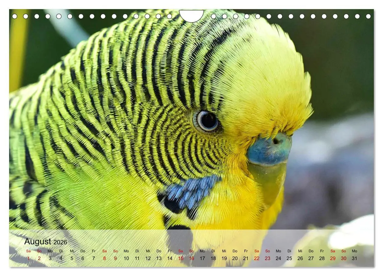 Bild: 9783457605219 | Wellensittiche - gesellige Freunde (Wandkalender 2026 DIN A4 quer),...