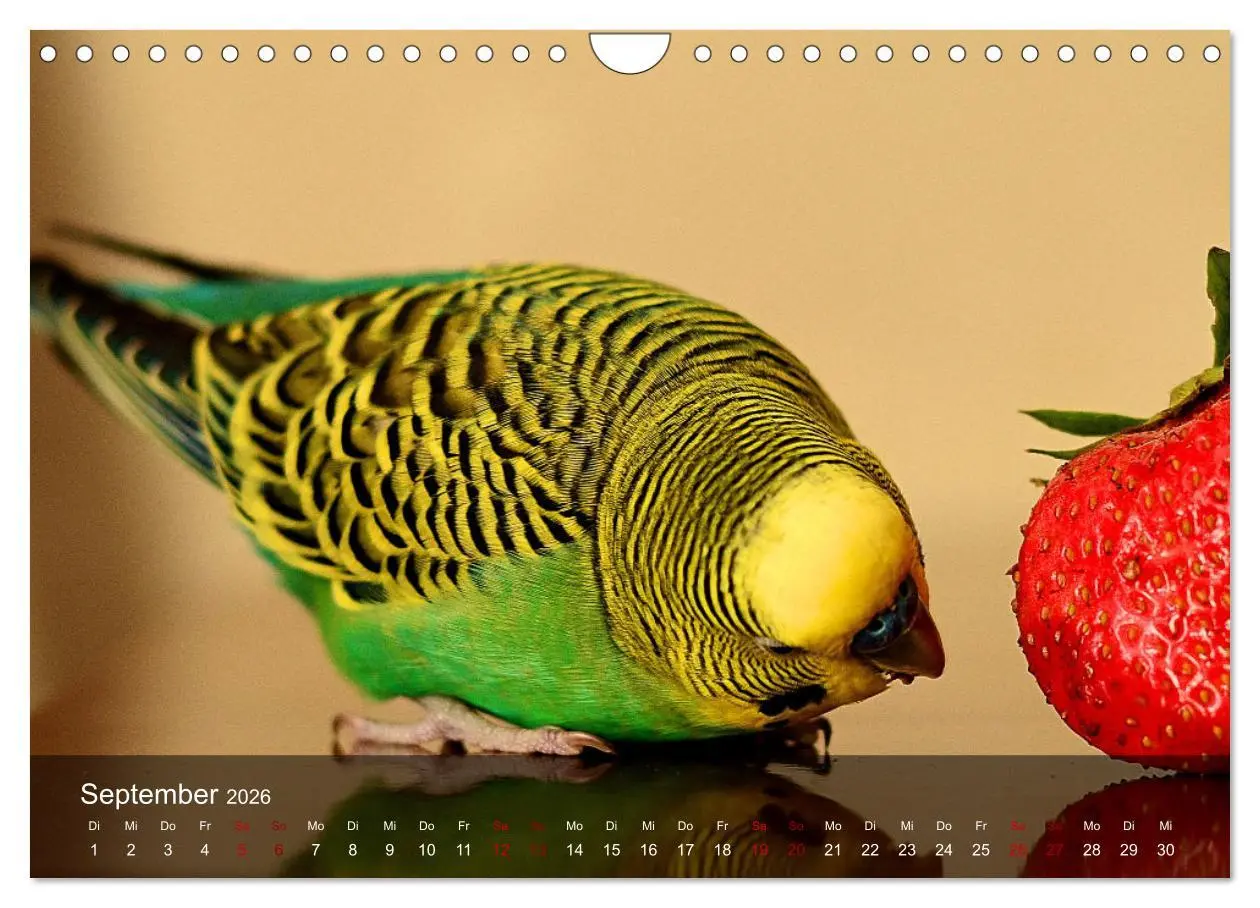 Bild: 9783457605219 | Wellensittiche - gesellige Freunde (Wandkalender 2026 DIN A4 quer),...