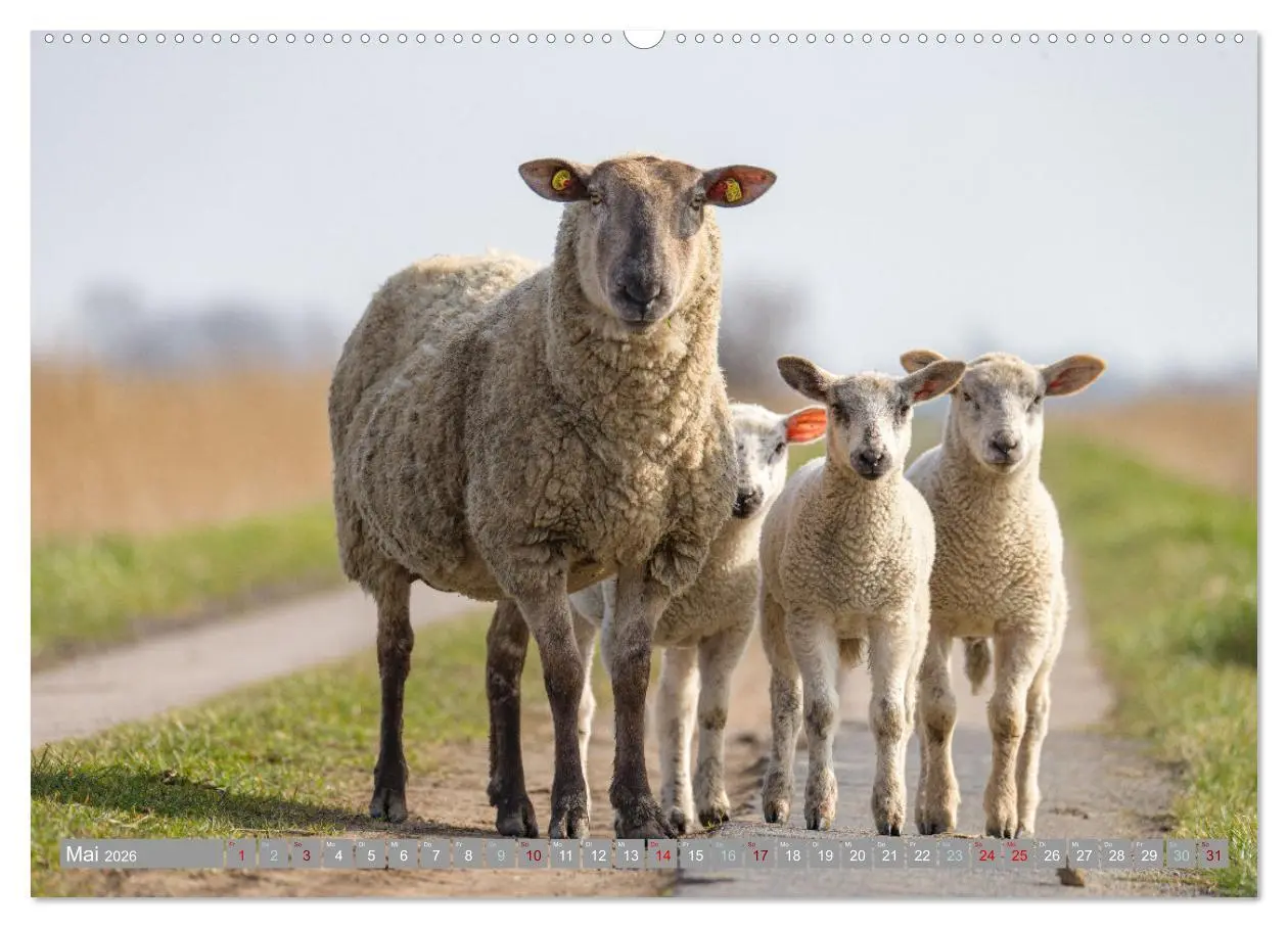 Bild: 9783457455319 | In Nordfriesland zuhause (hochwertiger Premium Wandkalender 2026...