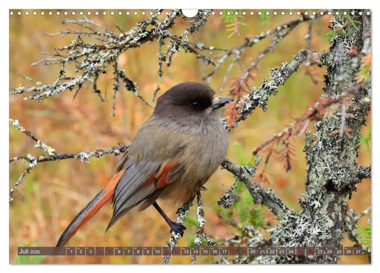 Bild: 9783516235319 | Finnisch Lappland (Wandkalender 2026 DIN A3 quer), CALVENDO...