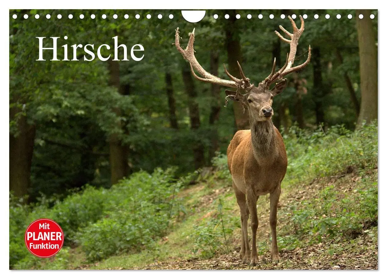 Cover: 9783457985519 | Hirsche (Wandkalender 2026 DIN A4 quer), CALVENDO Monatskalender