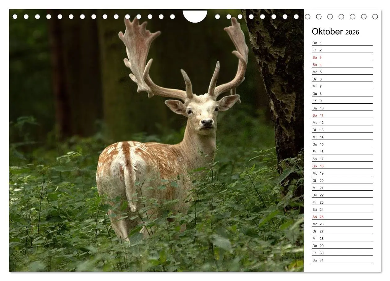 Bild: 9783457985519 | Hirsche (Wandkalender 2026 DIN A4 quer), CALVENDO Monatskalender